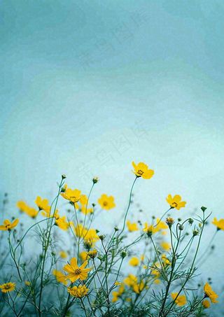 春天花海小黄花清新鲜花，蓝天春分