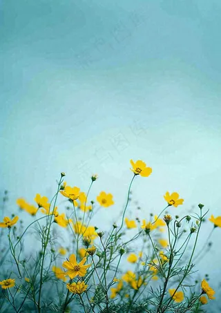 春天花海小黄花清新鲜花，蓝天春分