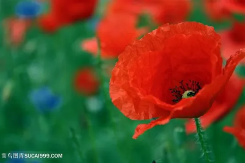高清唯美虞美人鲜花图片
