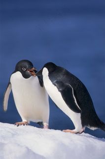 站在雪上的两只企鹅