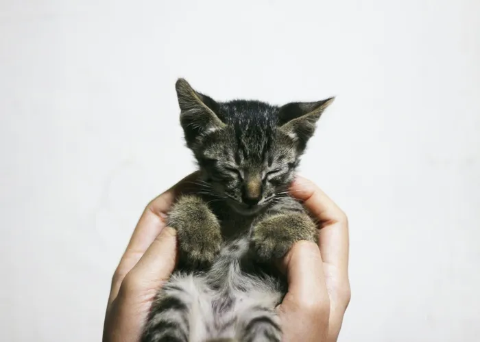 可爱猫咪猫猫摄影素材