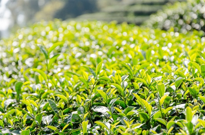 茶园风光特写
