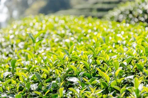 茶园风光特写 茶园风光特写