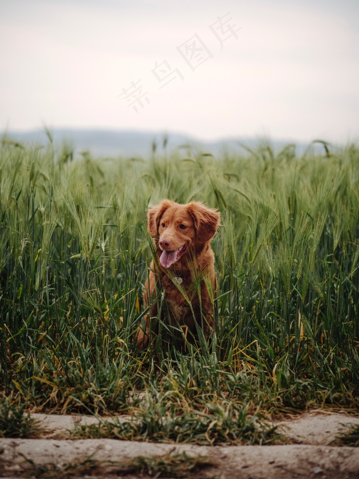可爱小型金毛犬图片