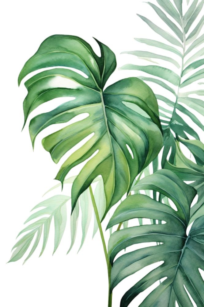 龟背竹植物绿叶水彩画免抠(896x1344)