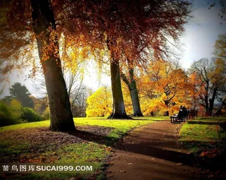 夕阳下的树林美景图片