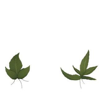 叶子绿叶花草免抠