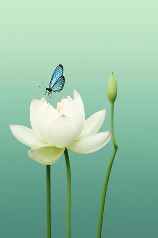 清新浅绿色荷花节气背景