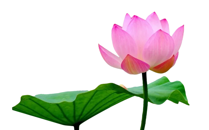 荷花 莲花 免抠