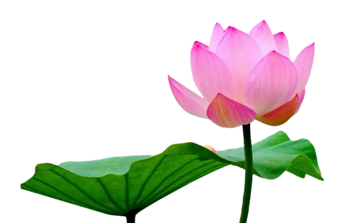 荷花 莲花 免抠