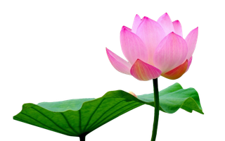 荷花 莲花 免抠
