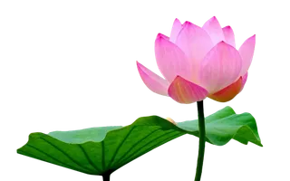 荷花 莲花 免抠