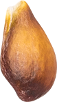 07_Pear Seed