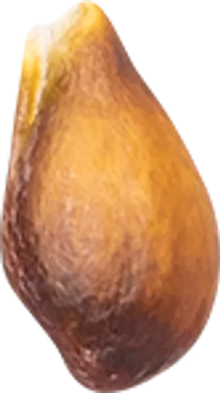 07_Pear Seed