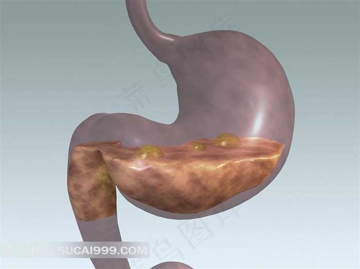 人物消化器官素材