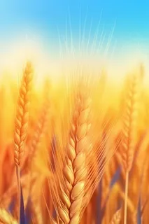 金色小麦创意背景图