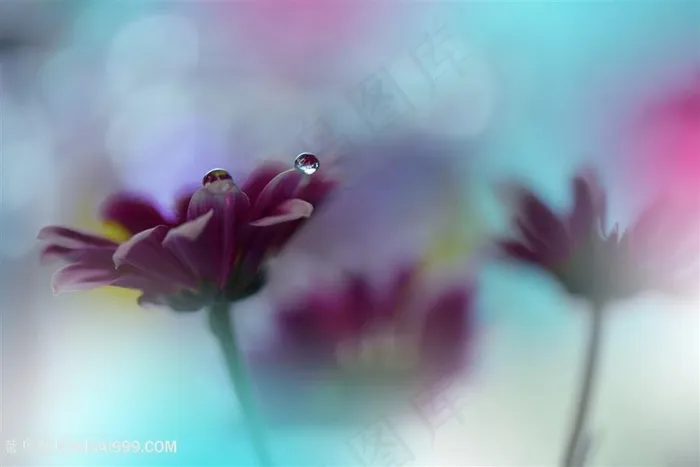 唯美水滴紫色鲜花图片