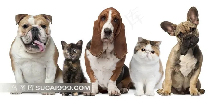 小猫小狗可爱萌图片