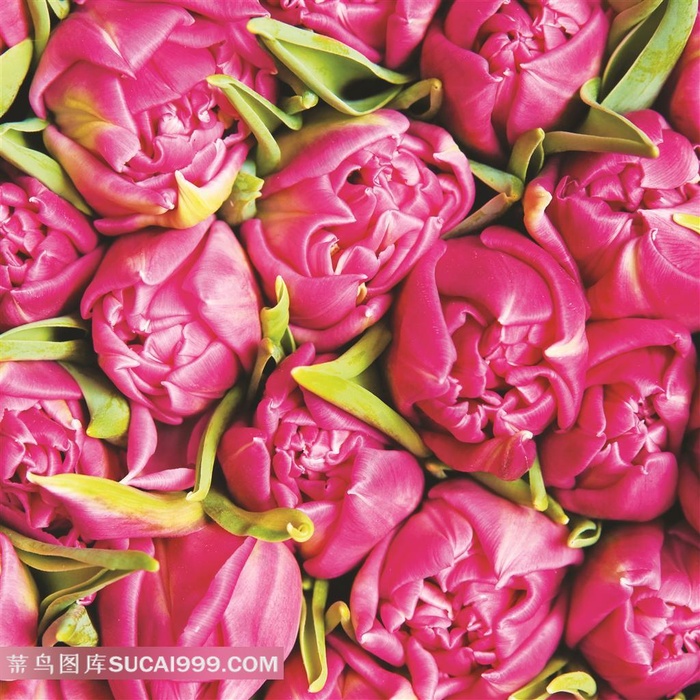 含苞待放的粉红色玫瑰花