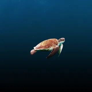 大海乌龟摄影图片素材 大海乌龟摄影图片素材