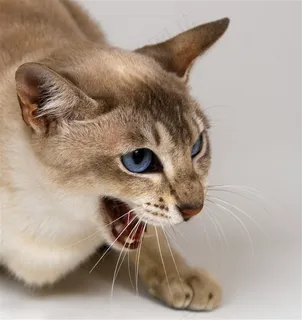 露出牙齿凶猛的猫咪图片 露出牙齿凶猛的猫咪图片