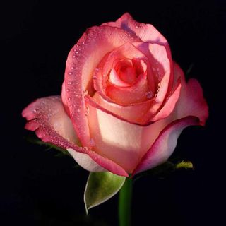 素材  背景 水果植物 动物 (3)