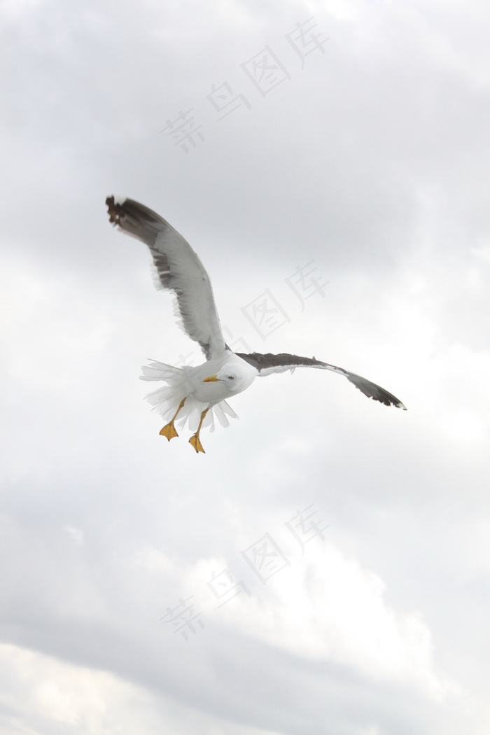 海鸥飞行图片