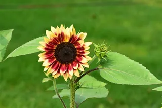 盛开的向日葵图片