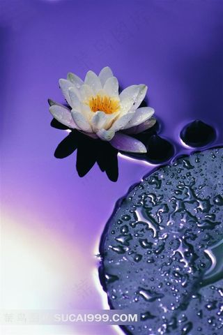 荷叶睡莲高清鲜花图片