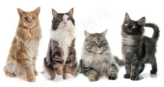 四条猫咪图片设计