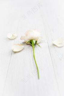 一枝白色玫瑰花图片