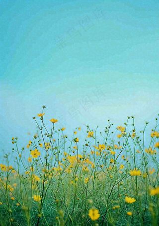 春天黄色的小花，春风，春分，油菜花