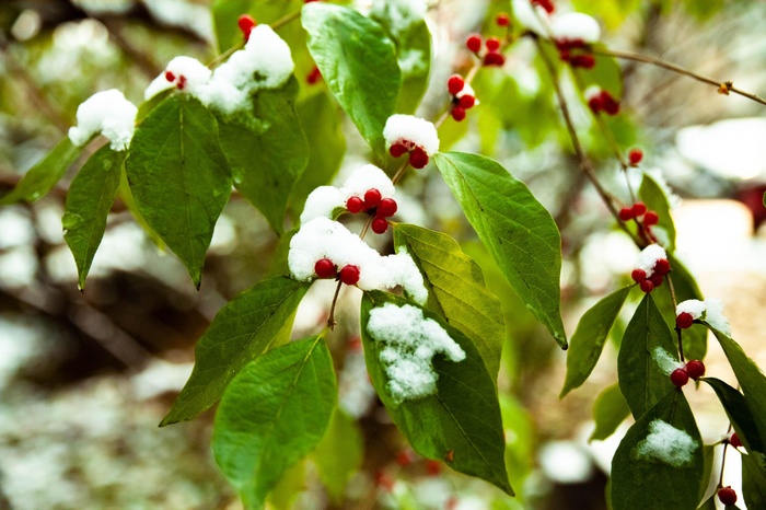 初雪的绿色植物公园落雪