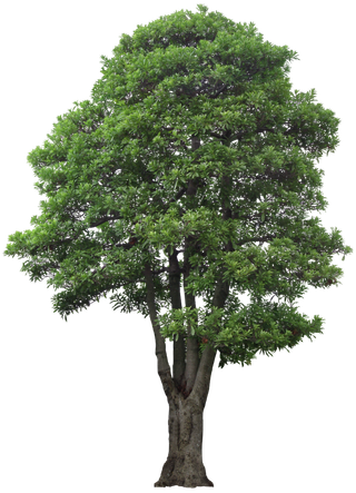 树木树枝树叶免扣素材