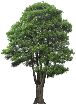 树木树枝树叶免扣素材