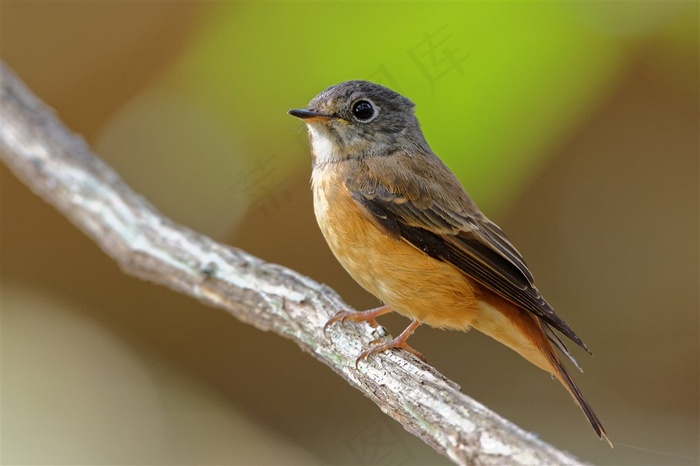 小型鸟类棕尾褐鹟鸟图片素材