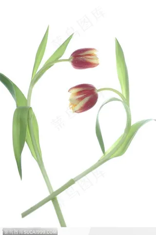 情人节物语-两朵弯曲的郁金香