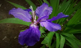 鸢尾花图片下载