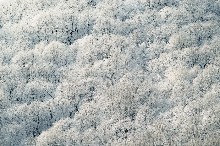 高清白色树林森林