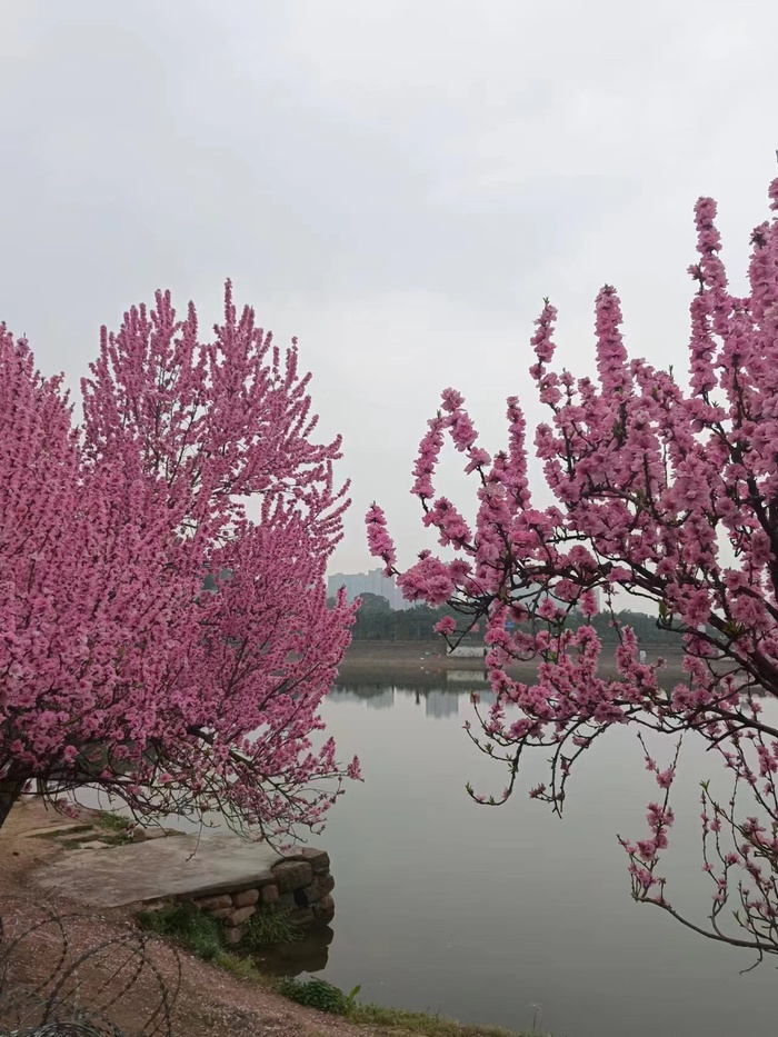 桃花与湖面远景图
