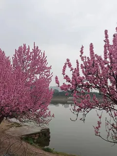 桃花与湖面远景图