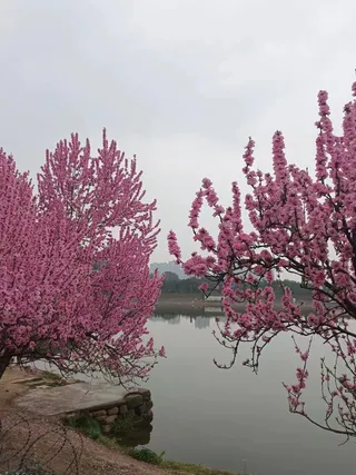 桃花与湖面远景图