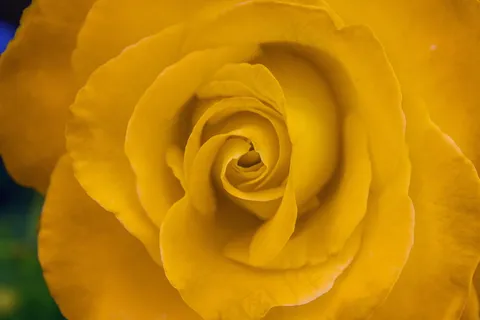 黄色玫瑰微距花朵摄影 黄色玫瑰微距花朵摄影