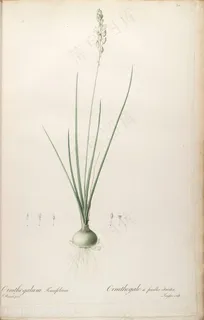 雷杜德原版高清唯美植物花草图谱素材