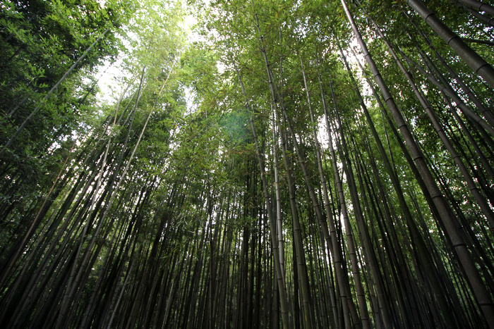 高清竹子竹林竹叶