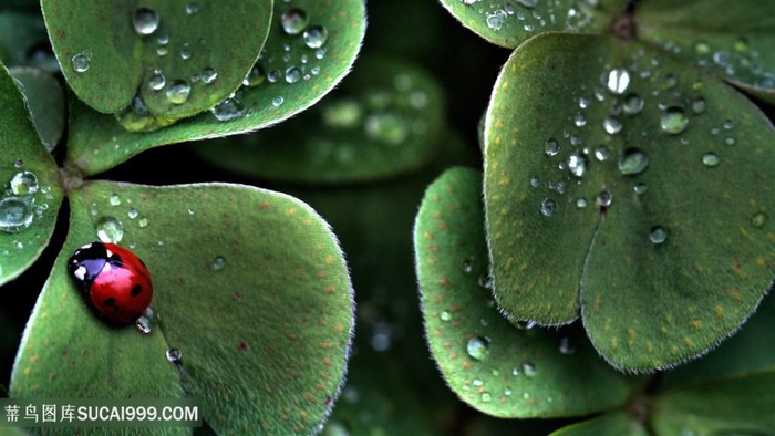 四叶草昆虫美景壁纸