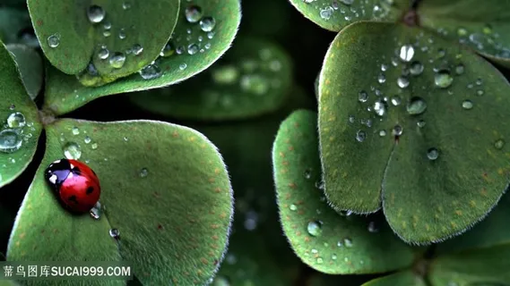 四叶草昆虫美景壁纸 四叶草昆虫美景壁纸