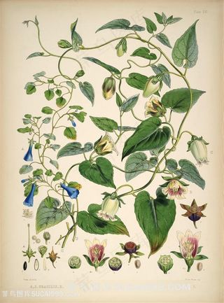 唯美树叶花藤插画