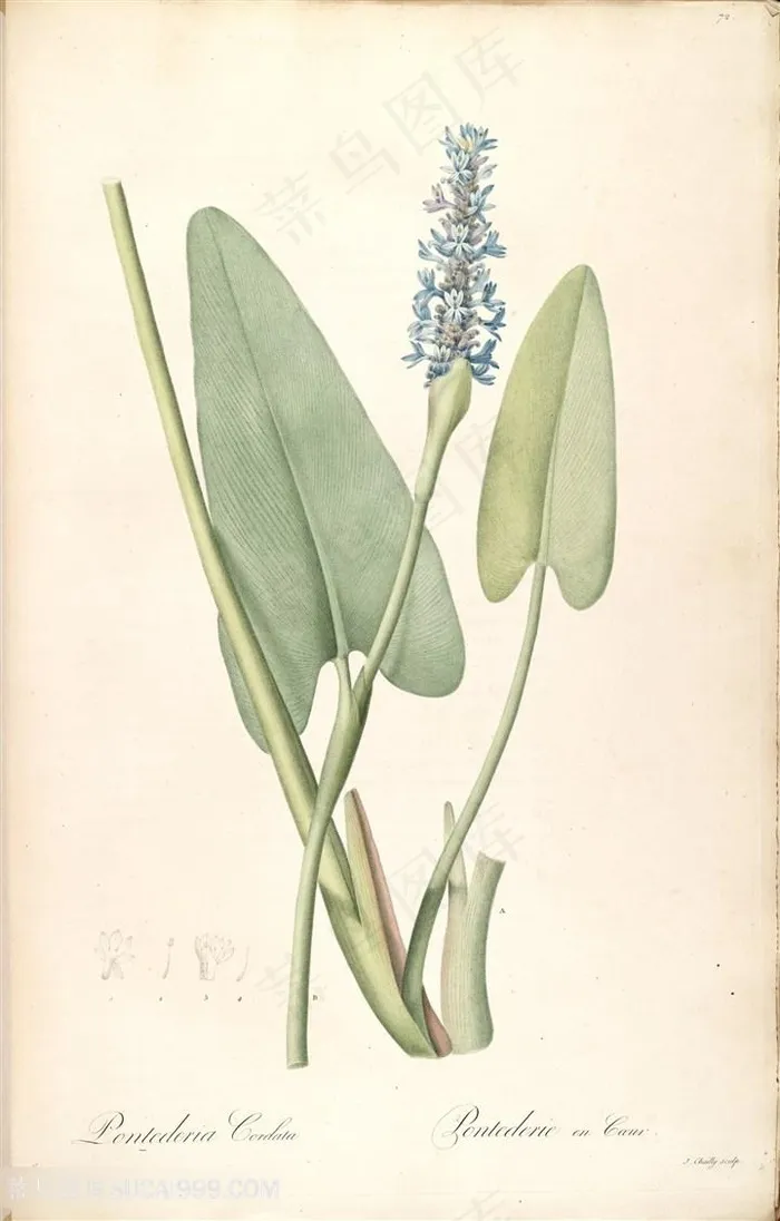 高清花草雷杜德原版复古图谱