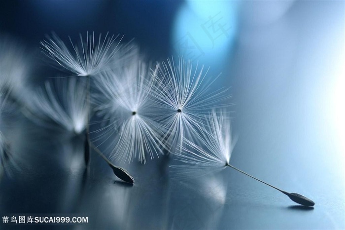 高清唯美蒲公英鲜花图片